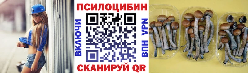 Псилоцибиновые грибы Psilocybe  Купить  Рузаевка 