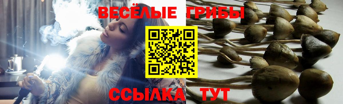 Псилоцибиновые грибы Cubensis  Рузаевка  Галлюциногенные грибы ЛСД 